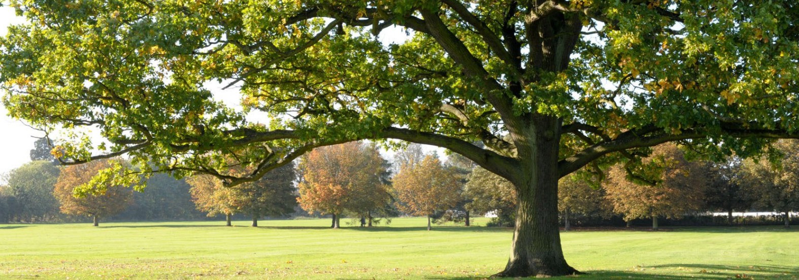 Apex Tree Specialists-t3 Apex Tree Specialists-t3